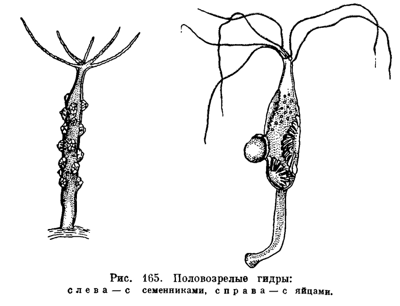 Кракен ссылка 2 веб